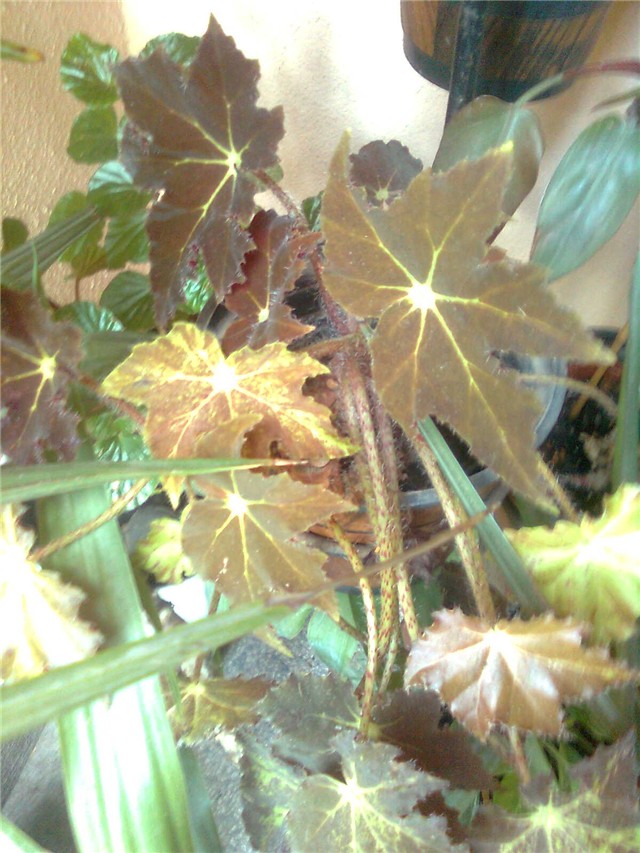 begonia2